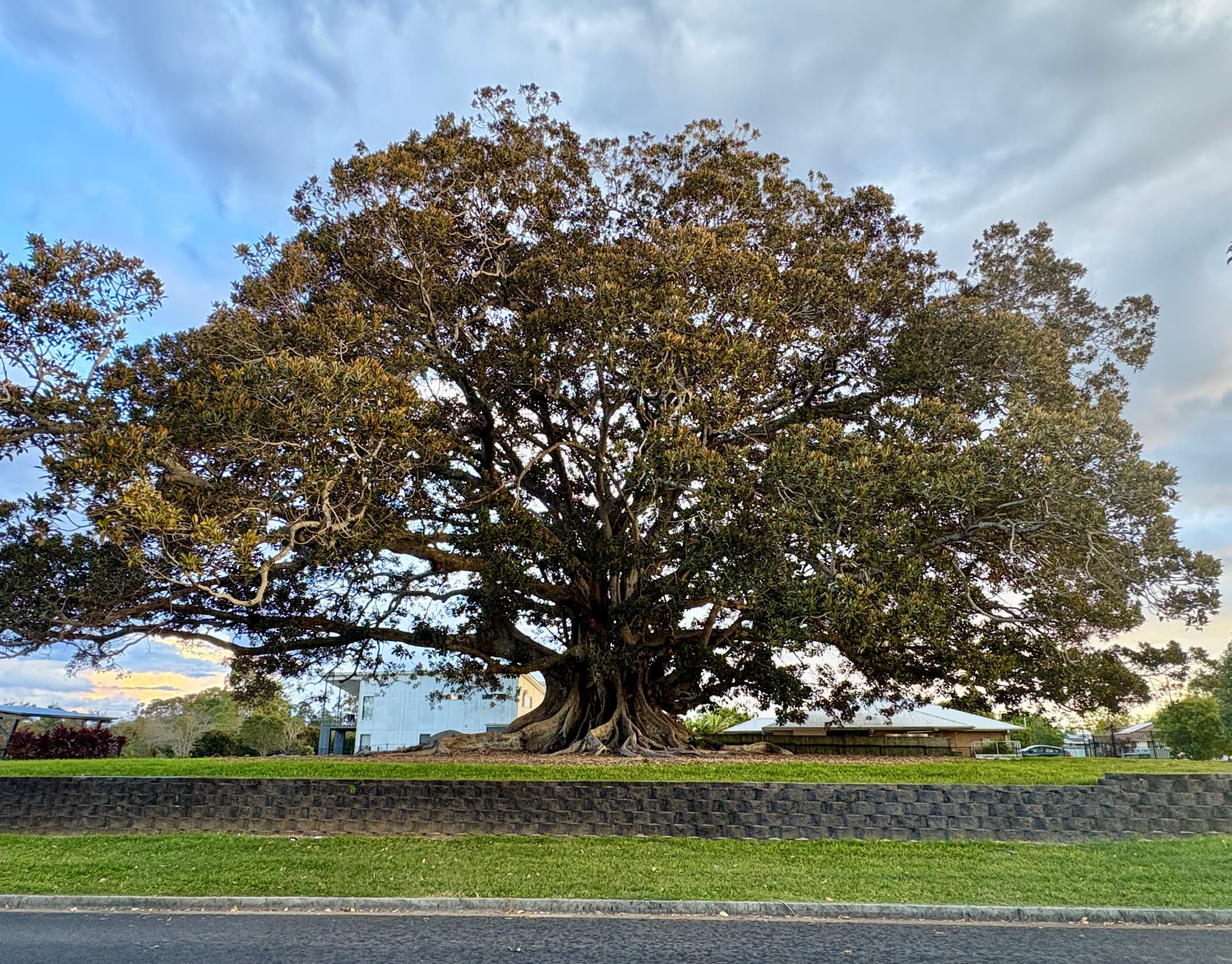 Huge old Moreton Bay Fig with sprawling buttress roots in a Bellmere estate