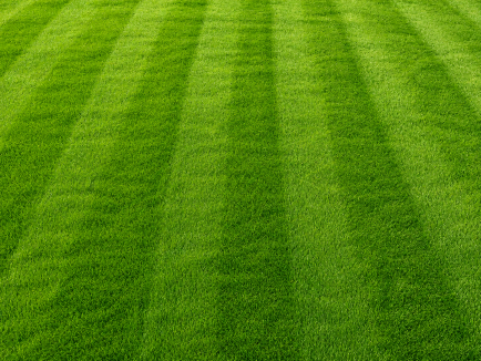 New Turf