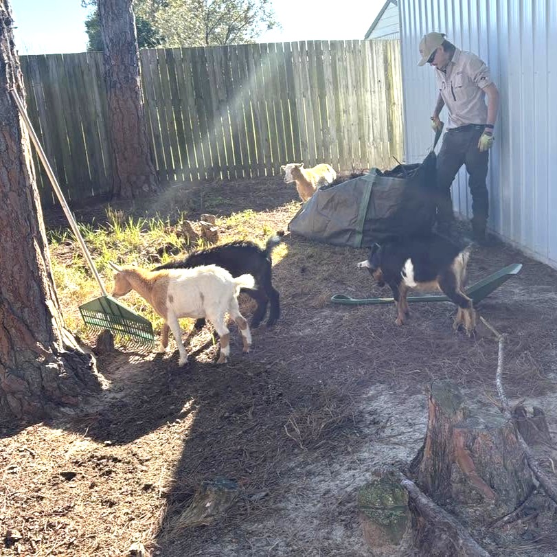 Pine cone clearout in goat pen | Caboolture