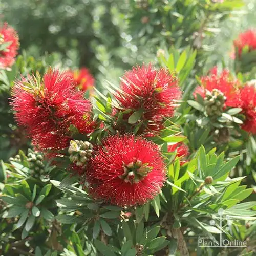 Callistemon (bottlebrush)