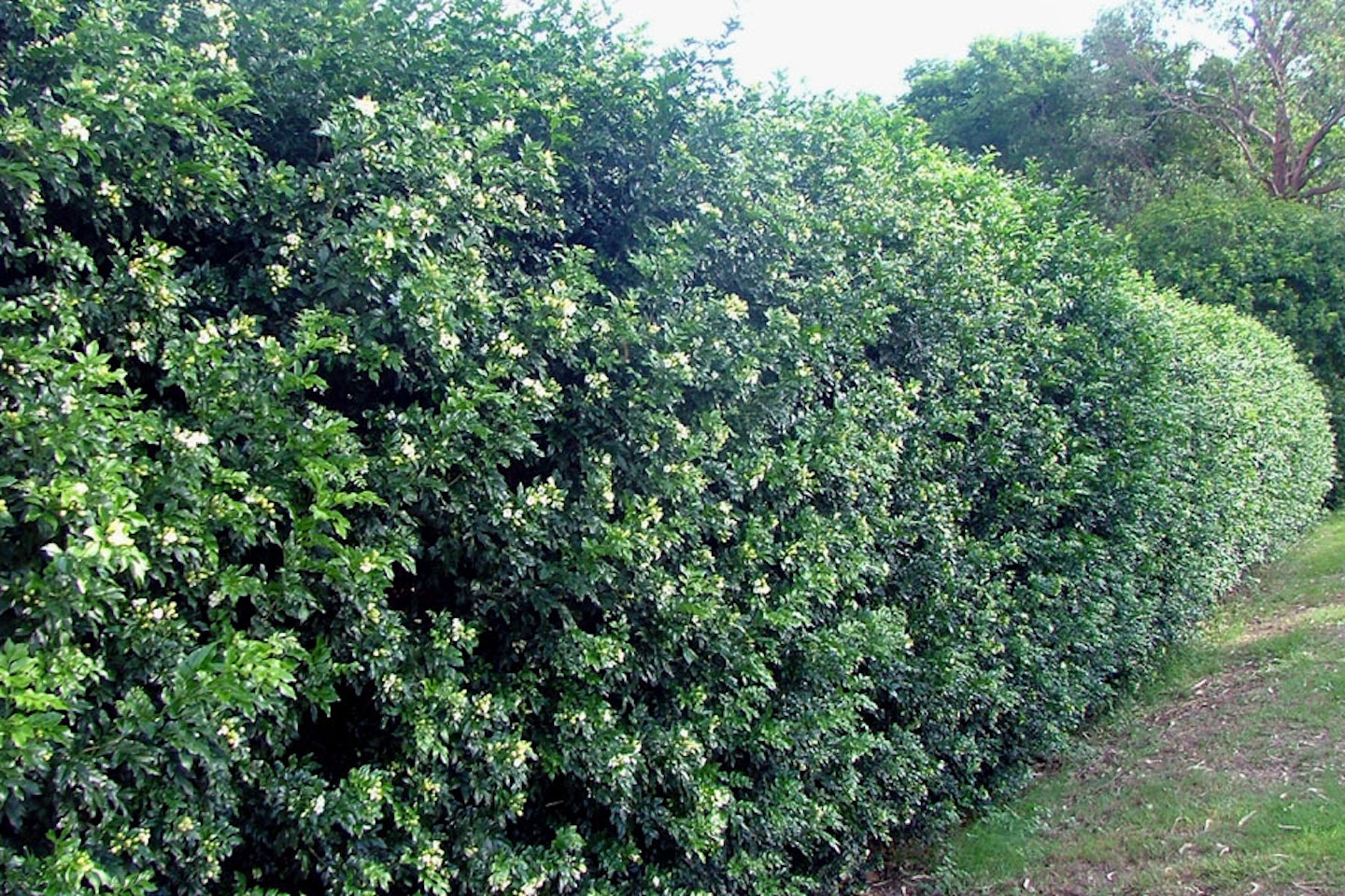 Established murraya hedge in flower