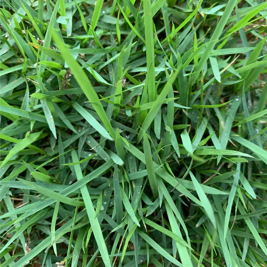 Couch grass close-up