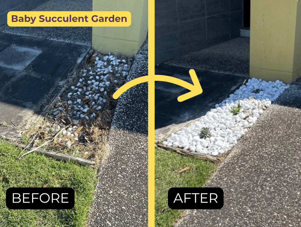 Baby succulent garden | Caboolture