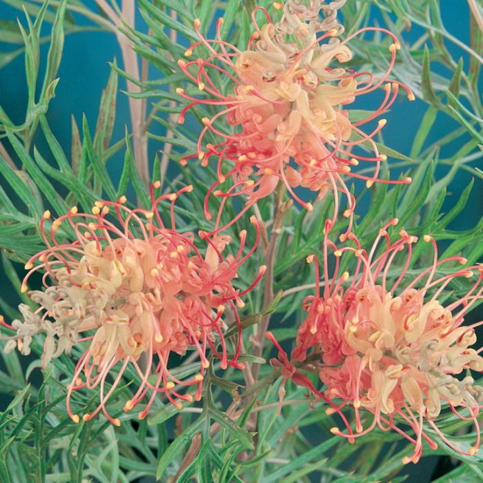 Grevillea
