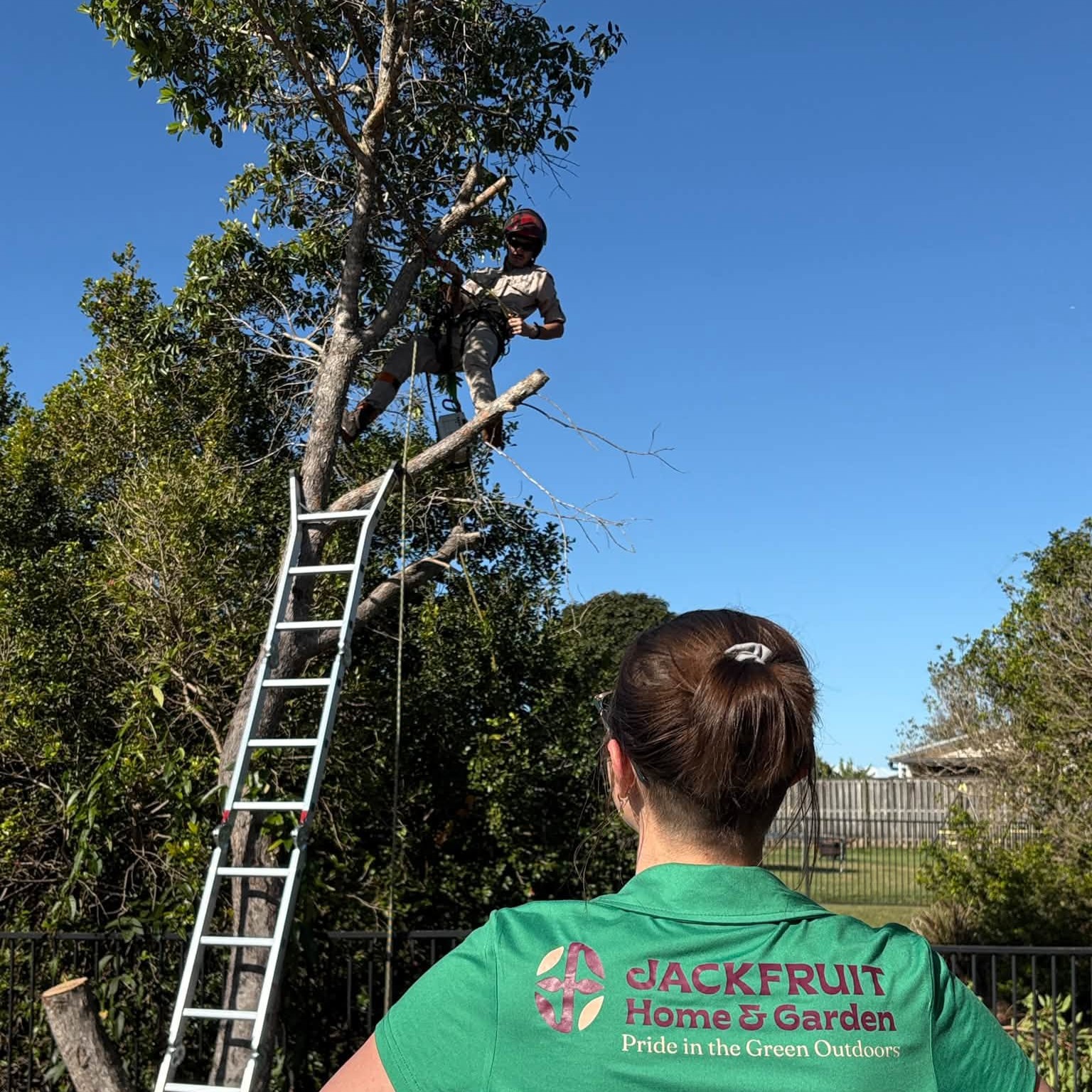 Jackfruit team safely carrying out tree work