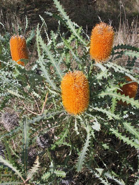 Banksia