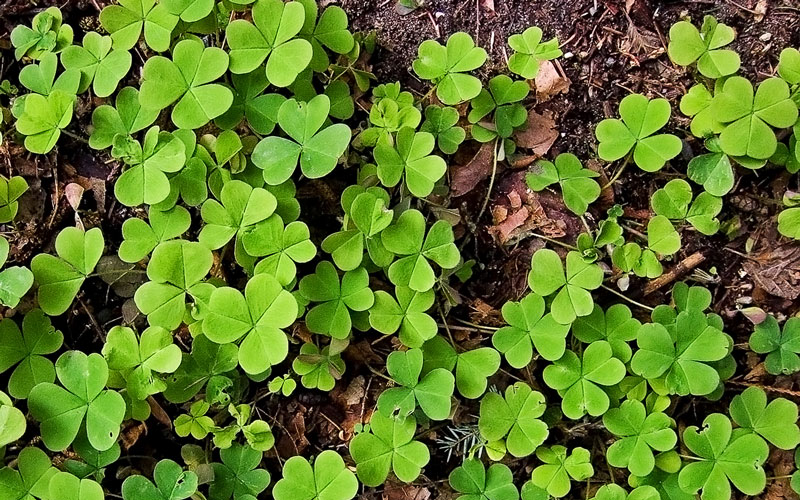 Creeping oxalis