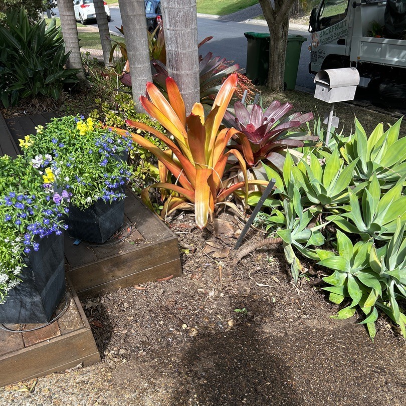 Colourful garden tidy up | North Lakes