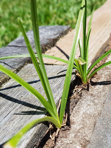 Nutgrass