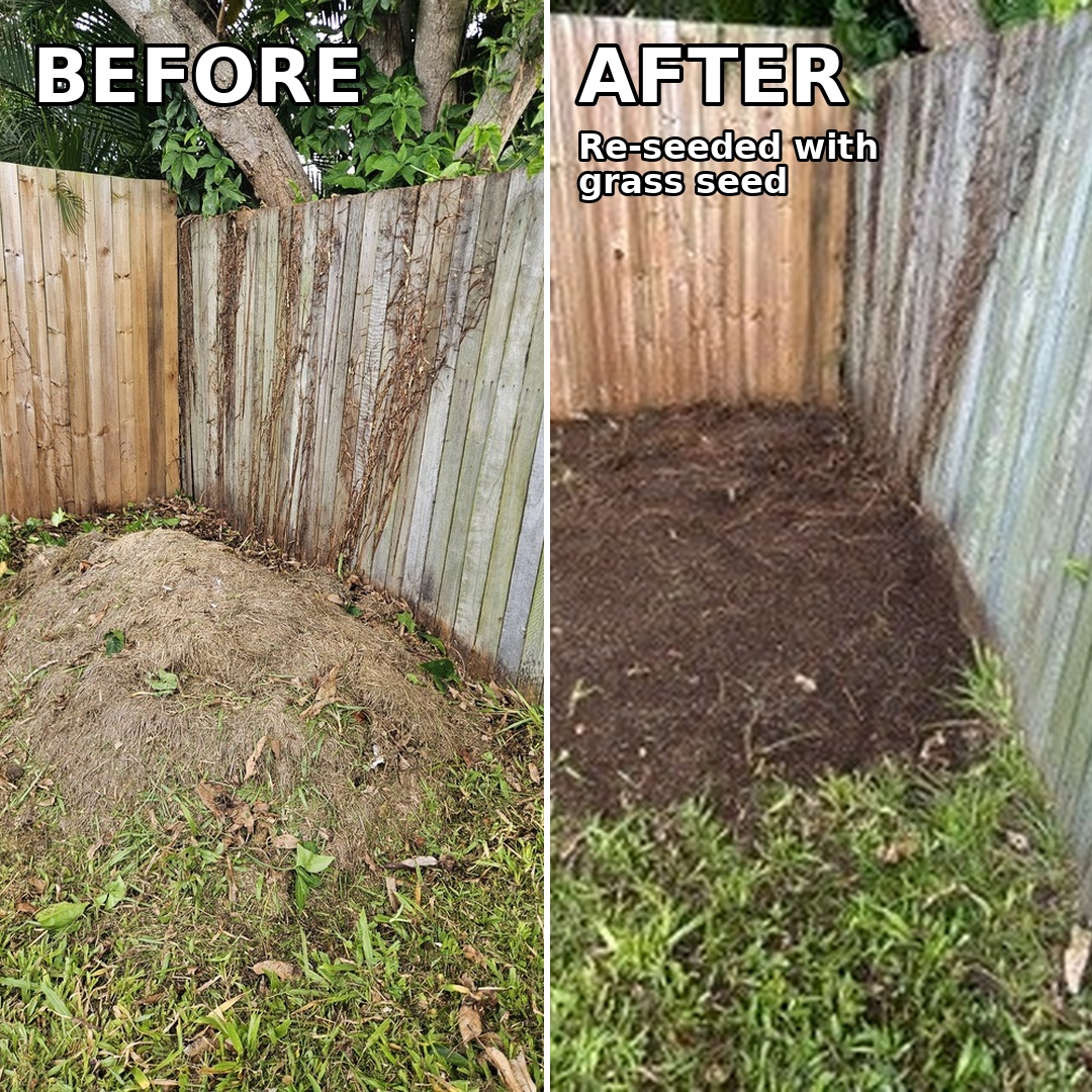 Remove old clippings and re-seed lawn