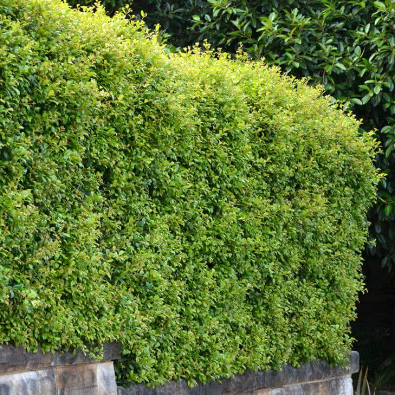 Neatly clipped lilly pilly hedge