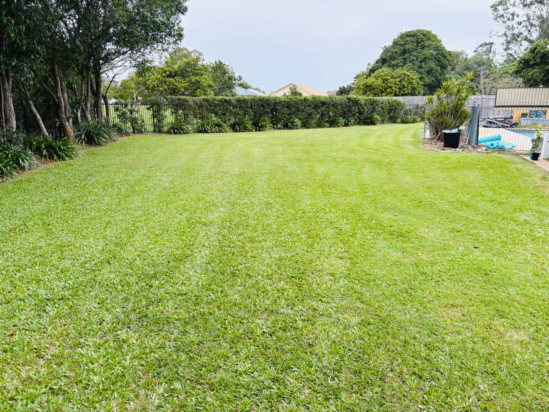 Large freshly mowed backyard lawn with hedged boundary on a Bellmere property