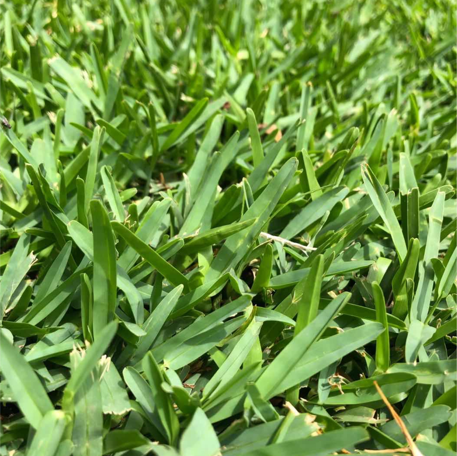 Buffalo grass close-up