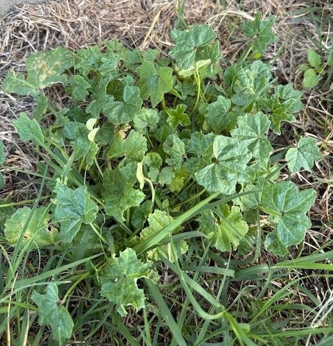 A broadleaf weed growing through a patchy lawn