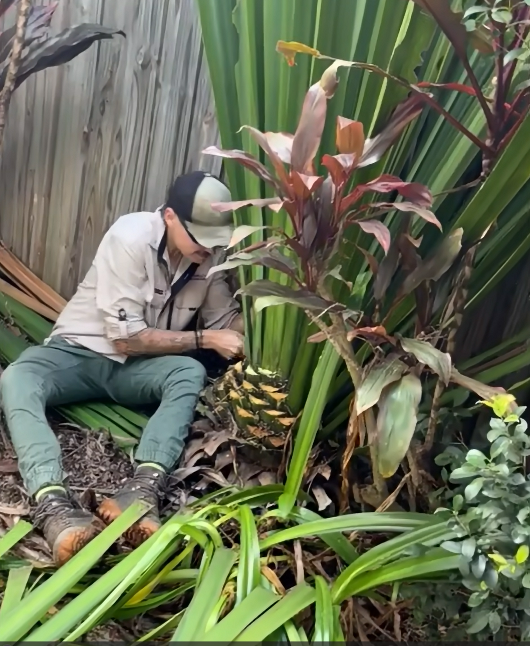 Jackfruit team member carefully pruning a spear lily