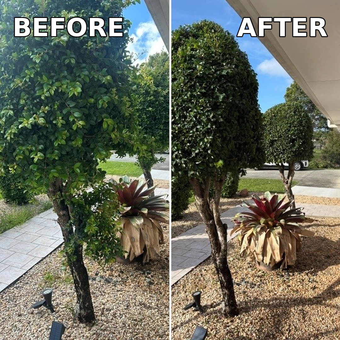 Trim hedges