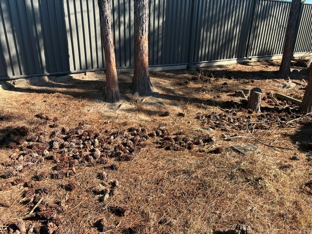 Pine cones and needles covering the ground under pine trees