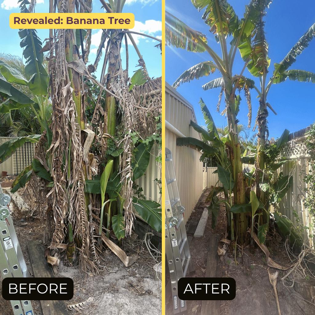 Banana tree tidy up | Deception Bay