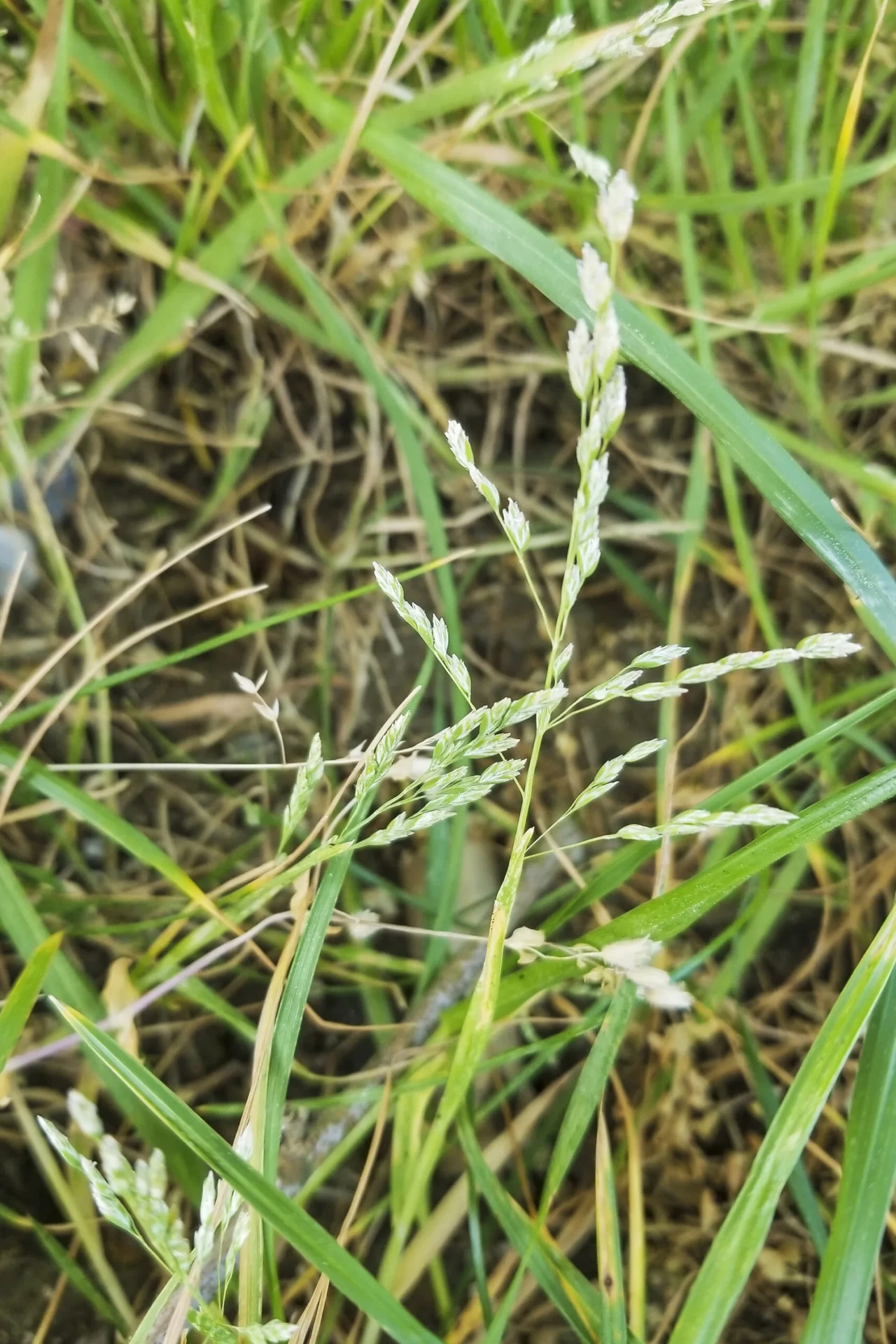 Winter grass